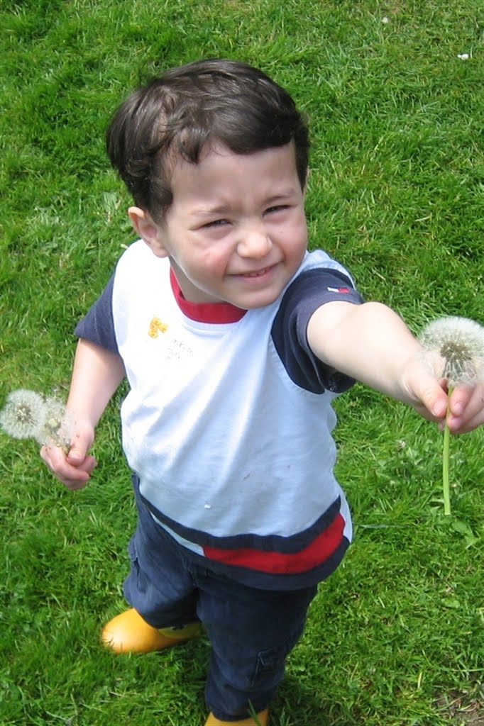 a wilted bouquet of dandelions from her child