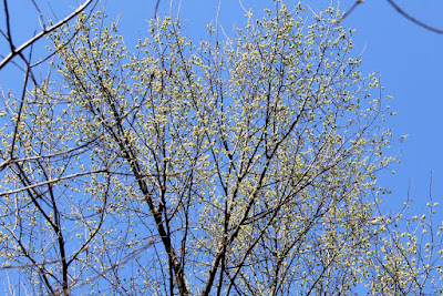 photo of April bud burst