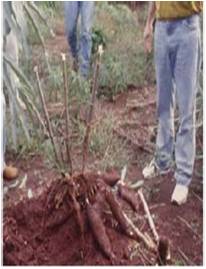  Cara  Perkembangbiakan Tanaman