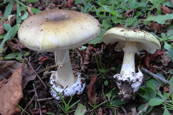 Amanita phalloides