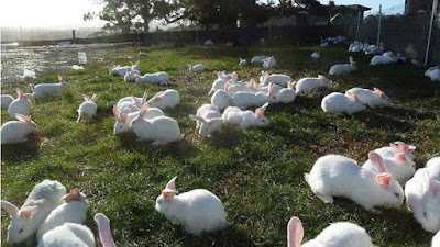 kỹ thuật nuôi thỏ thả vườn