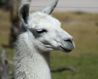 The llama is a South American camelid