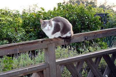 Monorail Cat