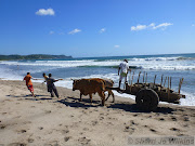 Young Molly and I go exploring on the rocks instead. She loves the ocean! (oxen on the beach )