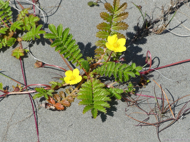 bright bit of yellow