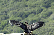 The California Condor is a North American species of bird in the New World . (california condor)