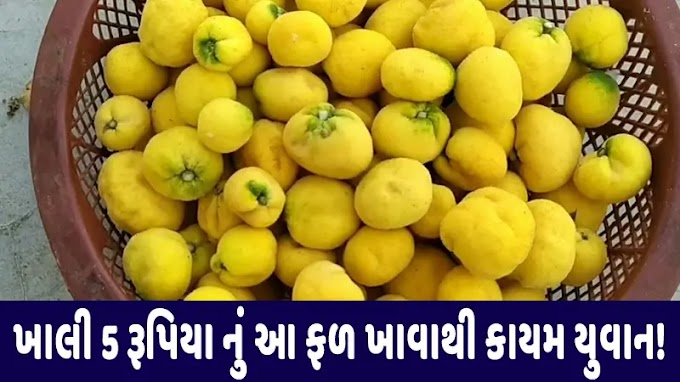 5 રૂપિયાની કિંમતનું આ ફળ સ્વાસ્થ્ય ખજાનો ! કાયમ યુવાન