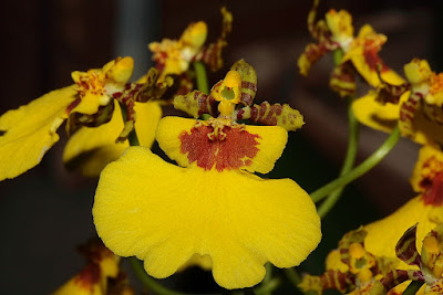 Grow and care Oncidium varicosum orchid - The Veined Oncidium