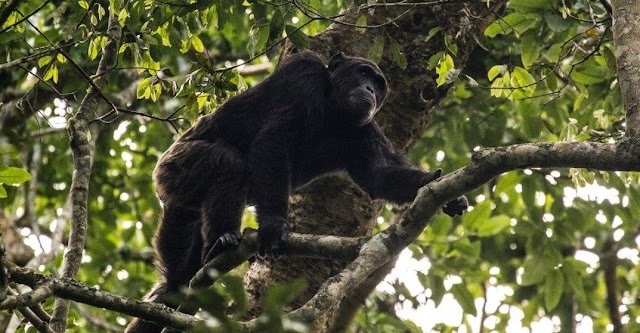 Chimpanzé-da-nigéria-camarões: o mais ameaçado e menos numeroso, corre sério risco de extinção