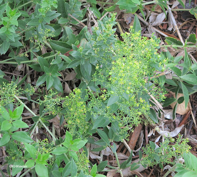 flowers, madder Rubia tinctorum