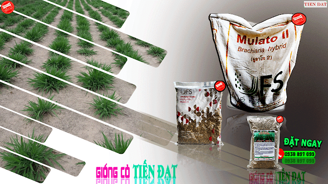Bảng giá bán hạt giống cỏ Mulato II