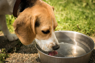 A dog drinking water | countertop water filter