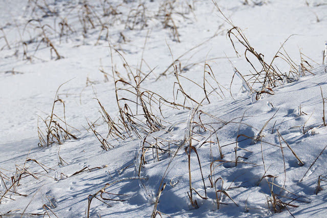 Frozen grass by Marie Viljoen