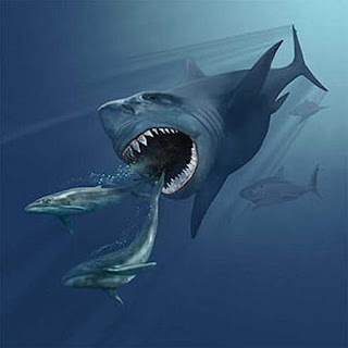Gambar ikan hiu