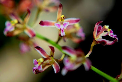 Acriopsis liliifolia orchid plant care and culture