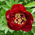 Buckeye Belle Peonies Flower