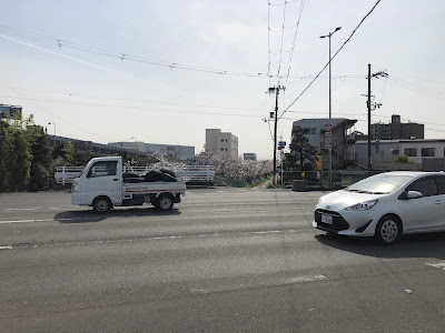 【寝屋川市】幹線用水路の桜（大阪みどりの百選）