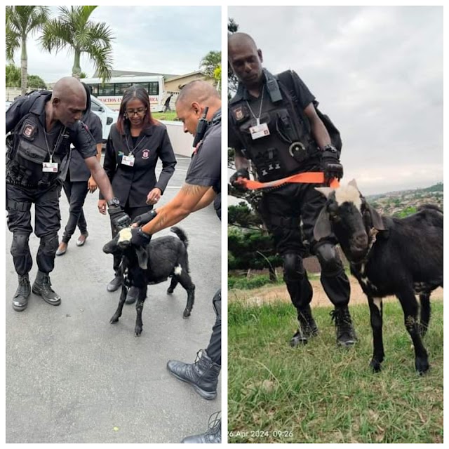 Goat Arrested After Attacking Dog and Schoolchildren in South African Suburb