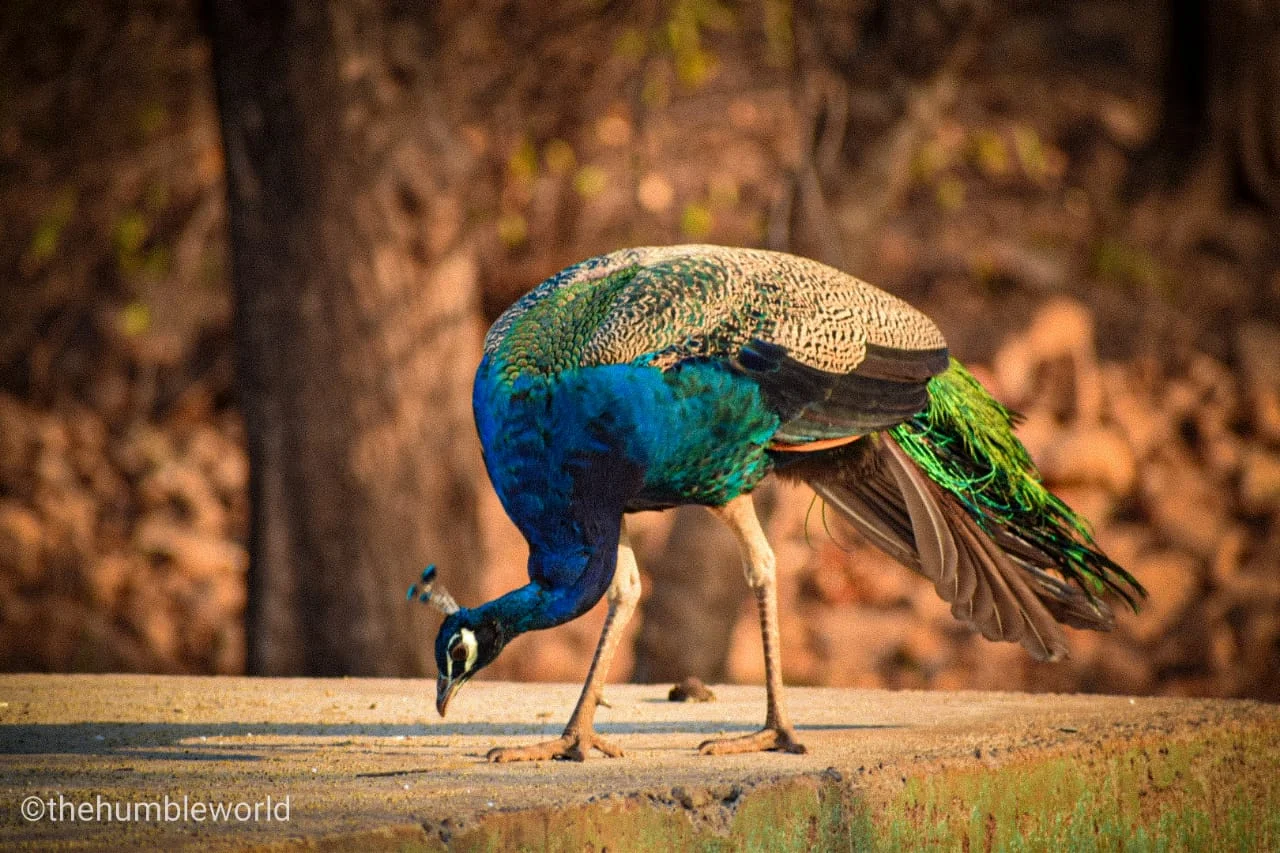 National Bird Peacock in Ranthambore National Park