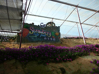 lavender garden, cameron highlands, strawberry pick