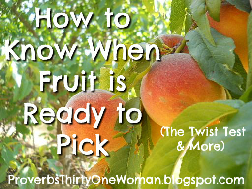 How to Know When Fruit is Ready to Pick (The Twist Test & More)