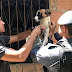 APÓS DENÚNCIA, DEZ CÃES ABANDONADOS DENTRO DE UMA CASA NA ZONA NORTE DE MANAUS, SÃO RESGATADOS POR PROTETORES DE ANIMAIS EM PARCERIA COM A PM