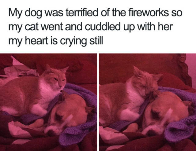 My dog was terrified of the fireworks so my cat went and cuddled up with her my heart is crying still