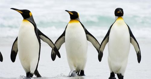     Photos Penguins