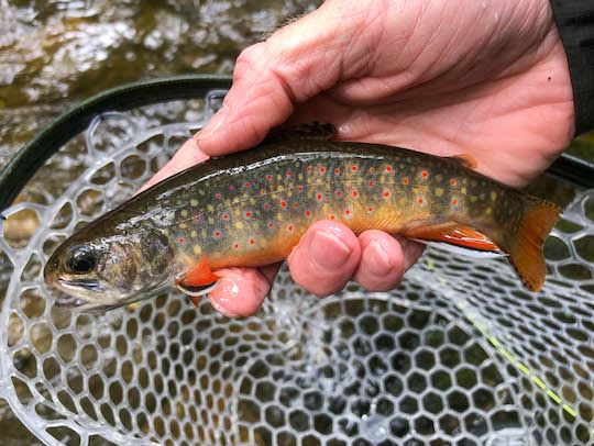 Native southern Appalachian brook trout