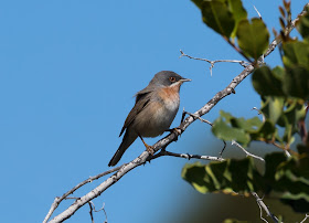 Eastern Subalpine Warbler - Cyprus