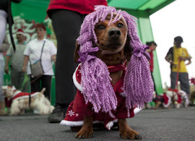 Peru Dog Contest