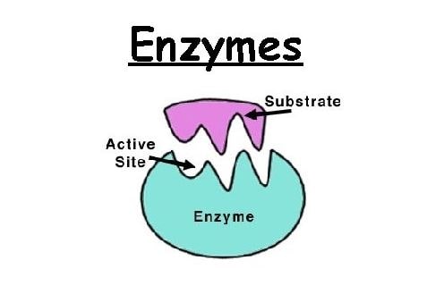 apa yang dimaksud dengan enzim