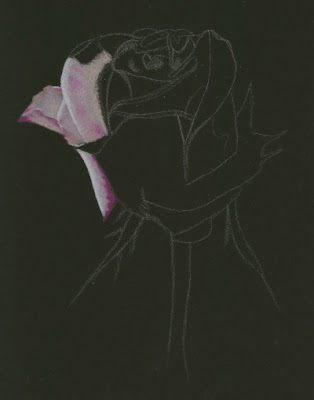 white rose drawing. white rose drawing.