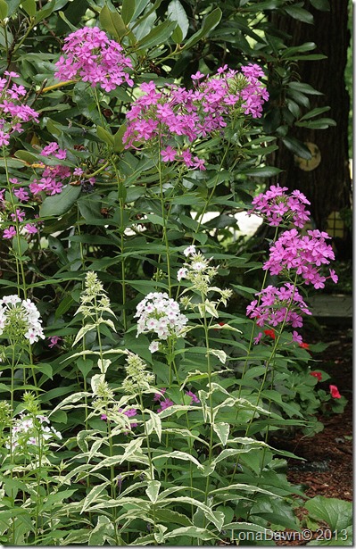 Phlox_Nicky_NoraLeigh
