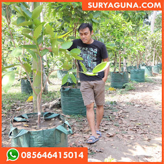 planter bag dari suryaguna 085646415014