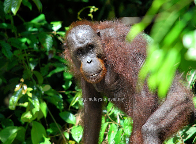 Malaysia Orangutan