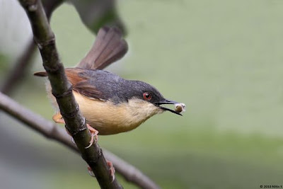 Burung Terkecil di Dunia