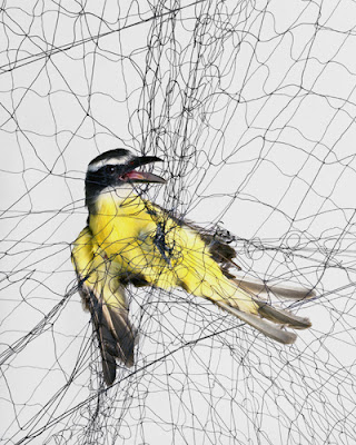 redes de niebla y pajaros