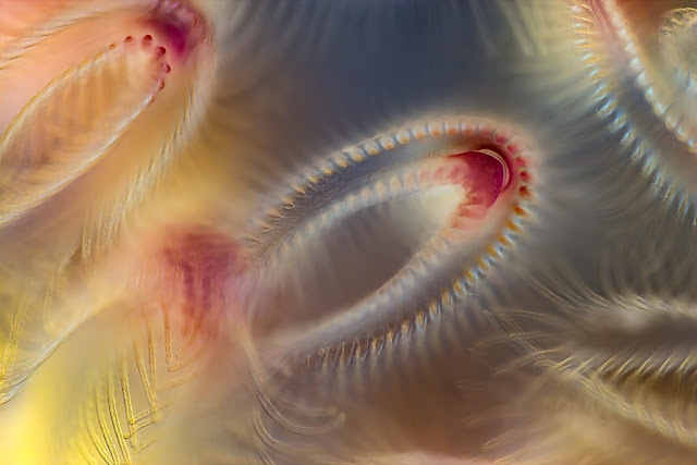 Мшанки зооиды (Bryozoa)
