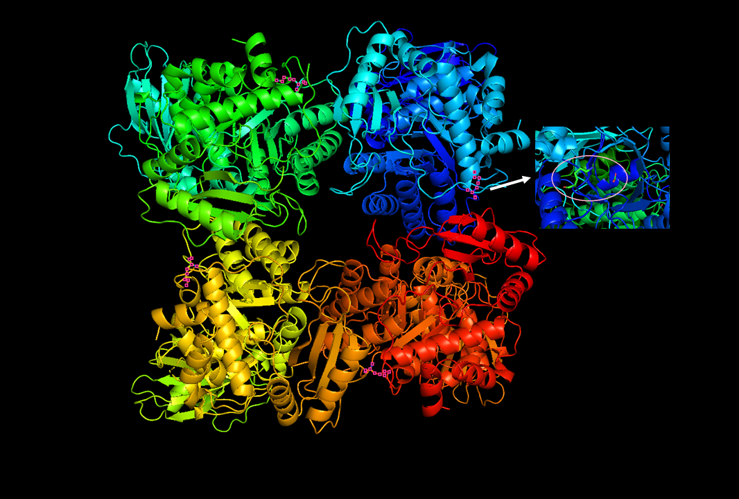 RuBisCo molecule