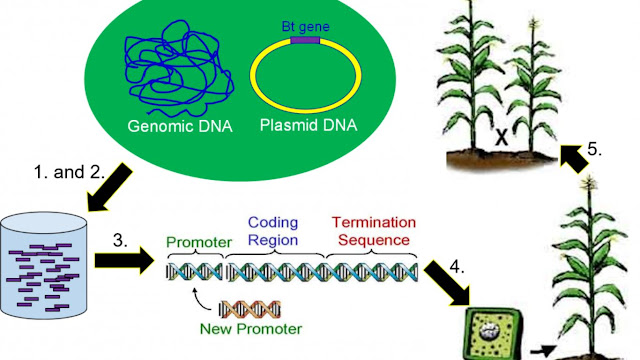 Genetic Engineering and Biotechnology