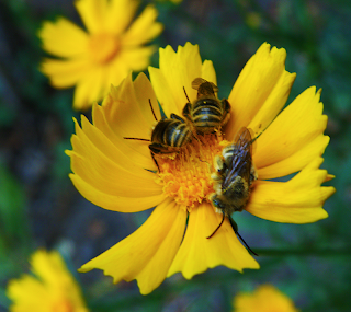 Three Bees Sleeping on Calendula