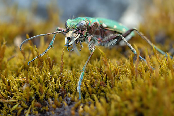 Insectos Sorprendentes