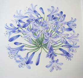 Agapanthus africanus WIP, Shevaun Doherty, botanical art