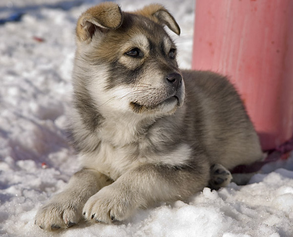 pitbull golden retriever mix puppies. pitbull golden retriever mix