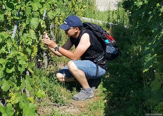 Hiking the Wine Trail of Lavaux - Route Petite-Corniche