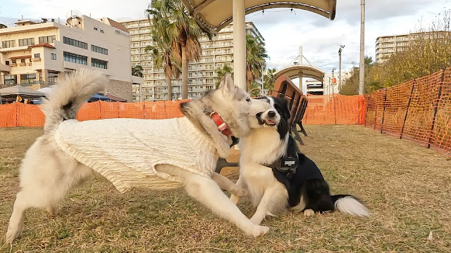 保護犬 ボーダーコリー トーマ ドギーなハーバー