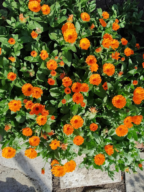 Flush, Orange Blooms, Yambol,