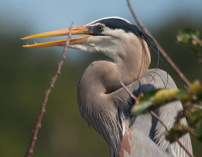 Great Blue Heron (Ardea herodias)