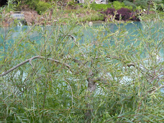 Saule pourpre - Osier rouge - Osier pourpre - Salix purpurea